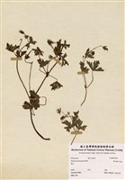 藏品(單花牻牛兒苗)的圖片